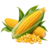 Corn Oil