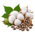 Cottonseed Oil