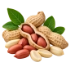 Groundnut Oil
