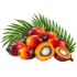 Vegetable Oil